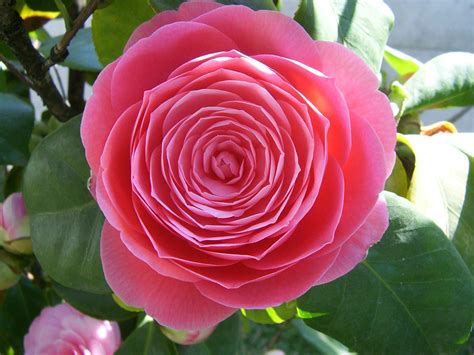 The Spellbinding Charms of the Cursed Enchantment Camellia Japonica